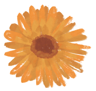 Calendula