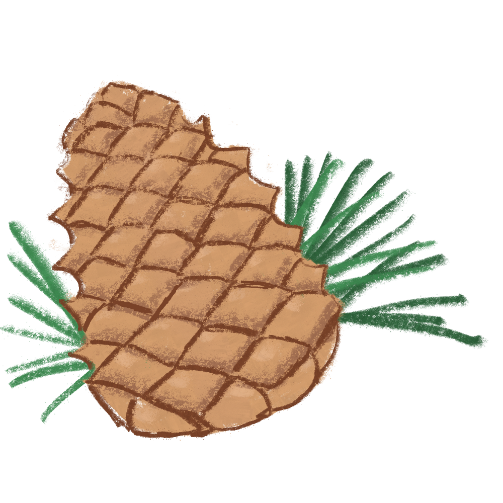 Cedarwood Essential Oil