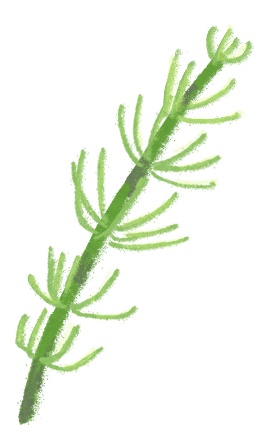 Horsetail